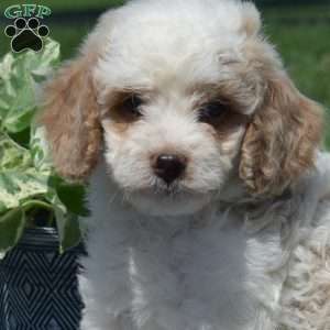 Marshall, Mini Goldendoodle Puppy