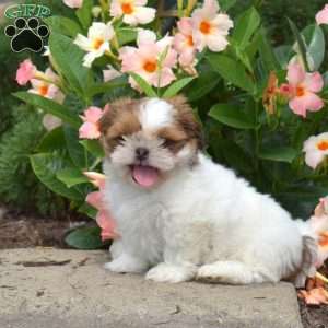 Marshall, Shih Tzu Puppy