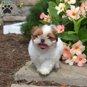 Marshall, Shih Tzu Puppy