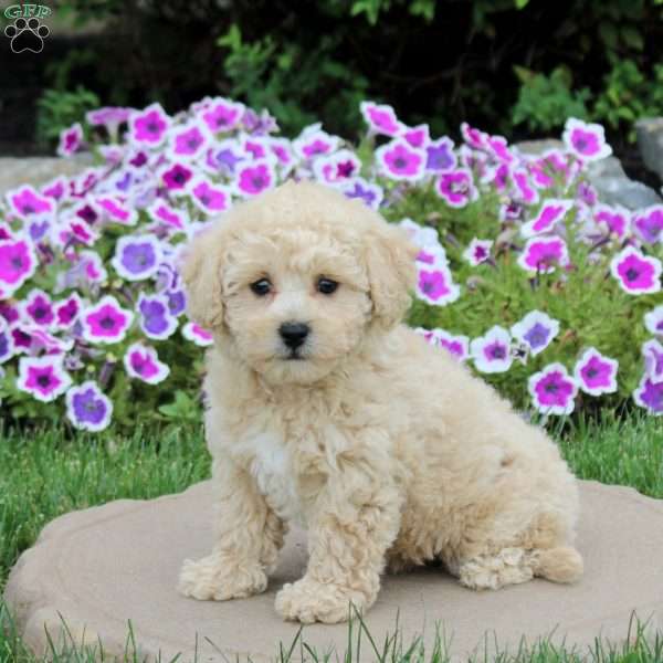 Marshmellow, Bich-Poo Puppy