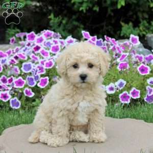 Marshmellow, Bich-Poo Puppy