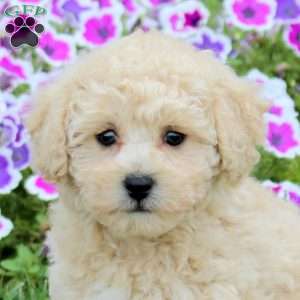 Marshmellow, Bich-Poo Puppy