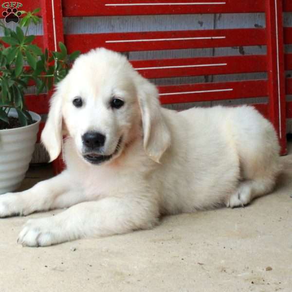 Marty, English Cream Golden Retriever Puppy