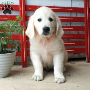 Marty, English Cream Golden Retriever Puppy