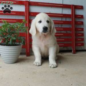 Marty, English Cream Golden Retriever Puppy
