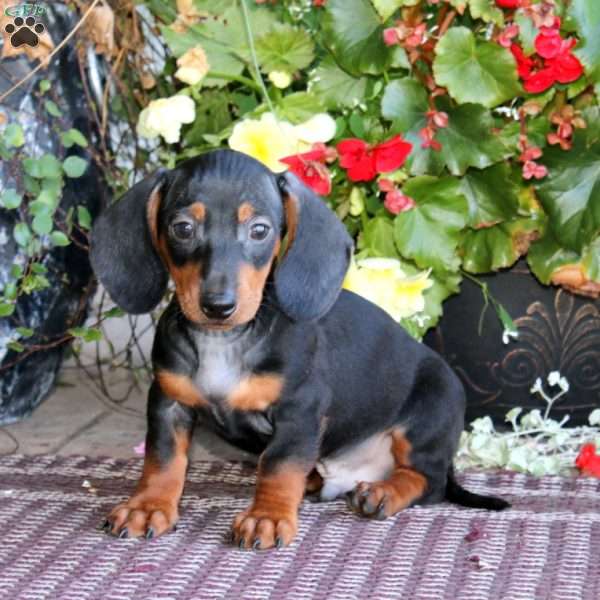 Mason, Dachshund Puppy