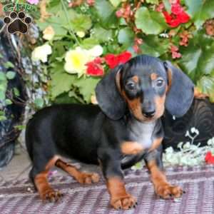 Mason, Dachshund Puppy
