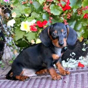 Mason, Dachshund Puppy