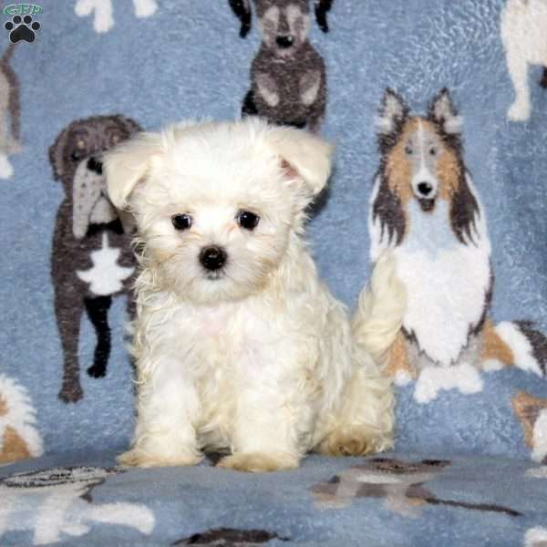 Matthew, Maltese Puppy