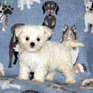 Matthew, Maltese Puppy