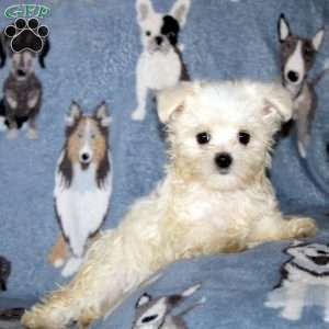 Matthew, Maltese Puppy