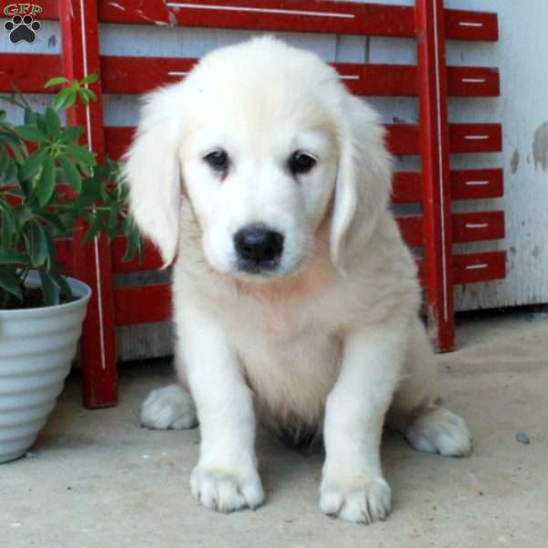Matty, English Cream Golden Retriever Puppy