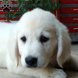 Matty, English Cream Golden Retriever Puppy