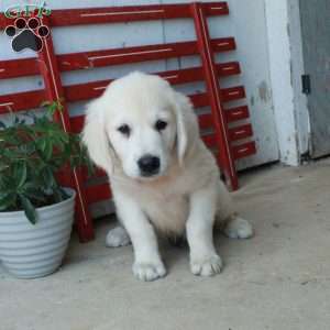 Matty, English Cream Golden Retriever Puppy