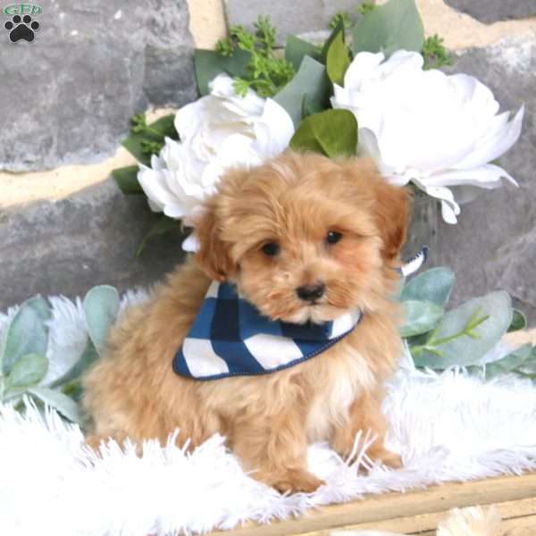 Maverich, Maltipoo Puppy