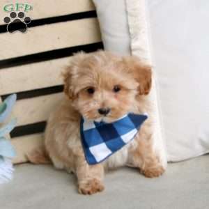 Maverich, Maltipoo Puppy