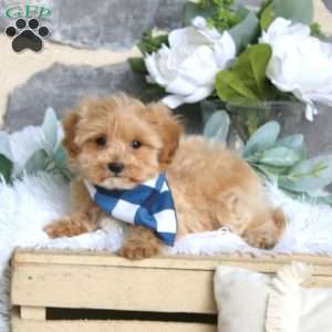 Maverich, Maltipoo Puppy