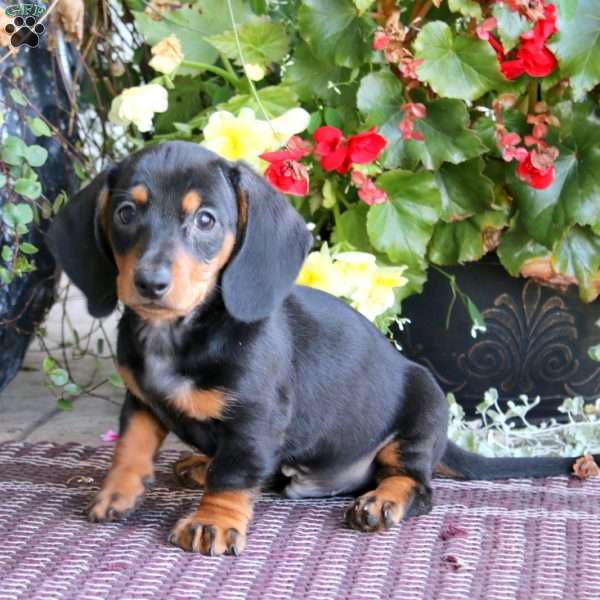 Maverick, Dachshund Puppy