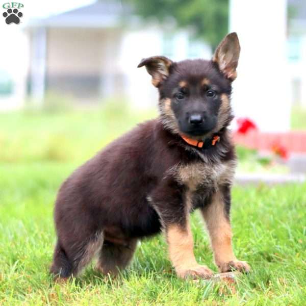 Maverick, German Shepherd Puppy