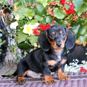 Maverick, Dachshund Puppy