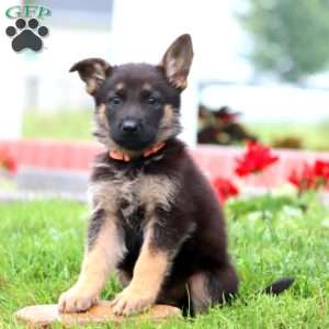 Maverick, German Shepherd Puppy