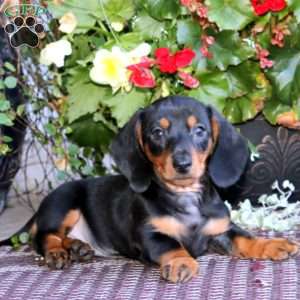 Maverick, Dachshund Puppy