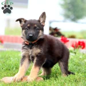 Maverick, German Shepherd Puppy