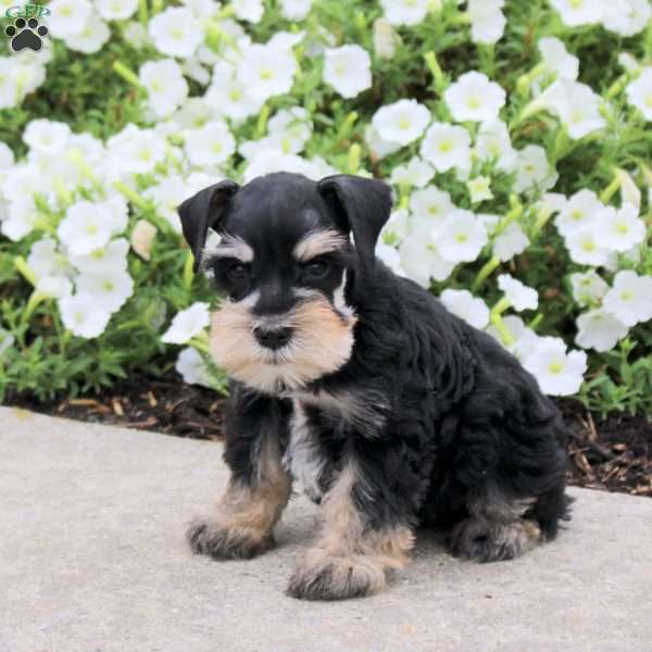Max, Miniature Schnauzer Puppy
