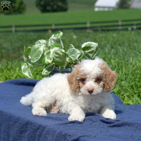 Max, Mini Goldendoodle Puppy
