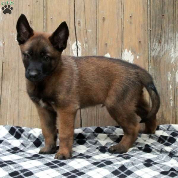 Max, Belgian Malinois Puppy