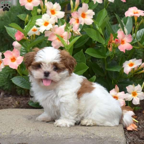 Max, Shih Tzu Puppy