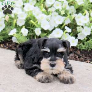 Max, Miniature Schnauzer Puppy