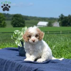 Max, Mini Goldendoodle Puppy