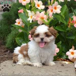 Max, Shih Tzu Puppy