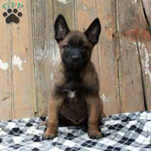 Max, Belgian Malinois Puppy