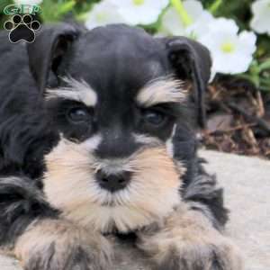 Max, Miniature Schnauzer Puppy