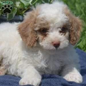 Max, Mini Goldendoodle Puppy