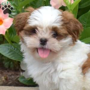 Max, Shih Tzu Puppy