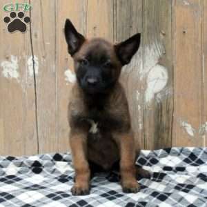 Max, Belgian Malinois Puppy