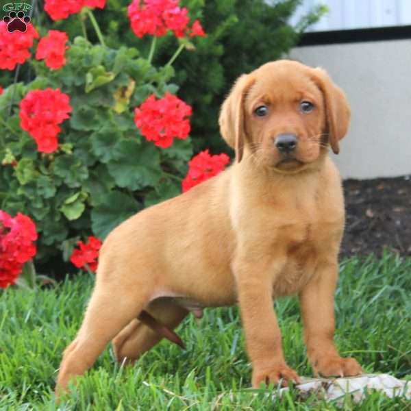 Max, Fox Red Labrador Retriever Puppy
