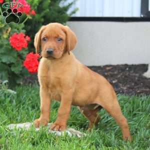 Max, Fox Red Labrador Retriever Puppy