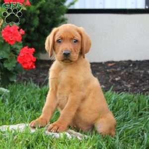 Max, Fox Red Labrador Retriever Puppy