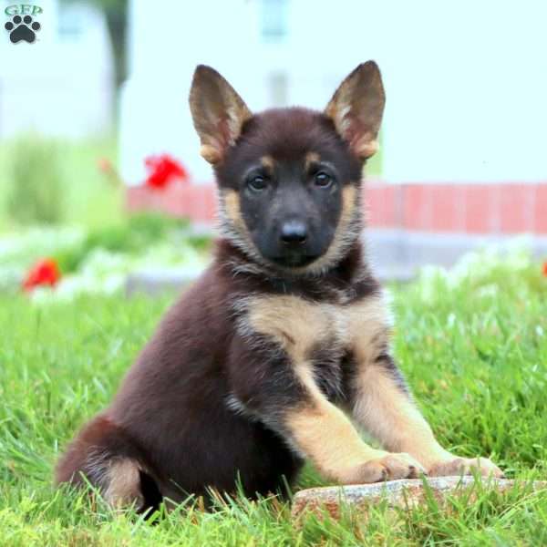 Maya, German Shepherd Puppy