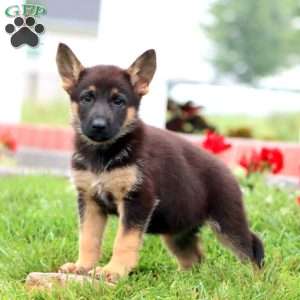 Maya, German Shepherd Puppy