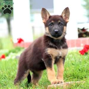 Maya, German Shepherd Puppy