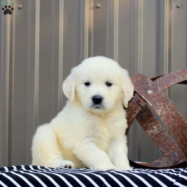 McKinley, English Cream Golden Retriever Puppy