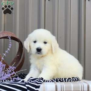 McKinley, English Cream Golden Retriever Puppy