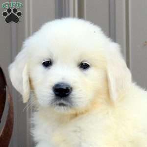 McKinley, English Cream Golden Retriever Puppy