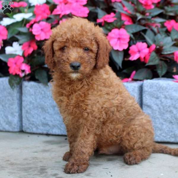 Mel, Mini Goldendoodle Puppy