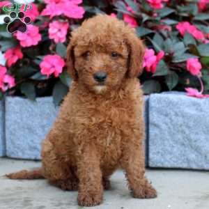 Mel, Mini Goldendoodle Puppy